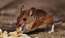 24 Hour & Emergency Exterminators in North Haven, MS
